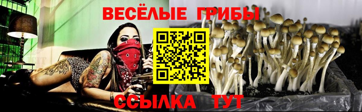Алатырь  Псилоцибиновые грибы Psilocybe  Псилоцибиновые грибы мицелий  Вход с VPN 